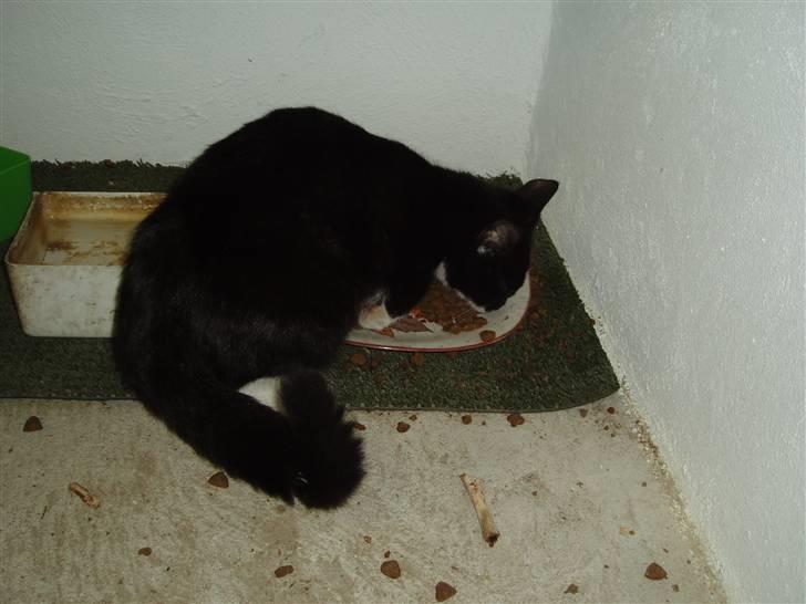 Huskat Mille<3 billede 6