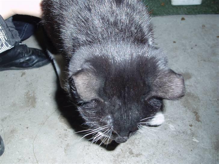 Huskat Mille<3 billede 7