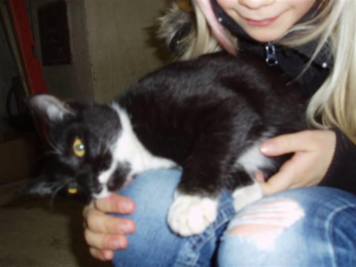 Huskat Mille<3 billede 8