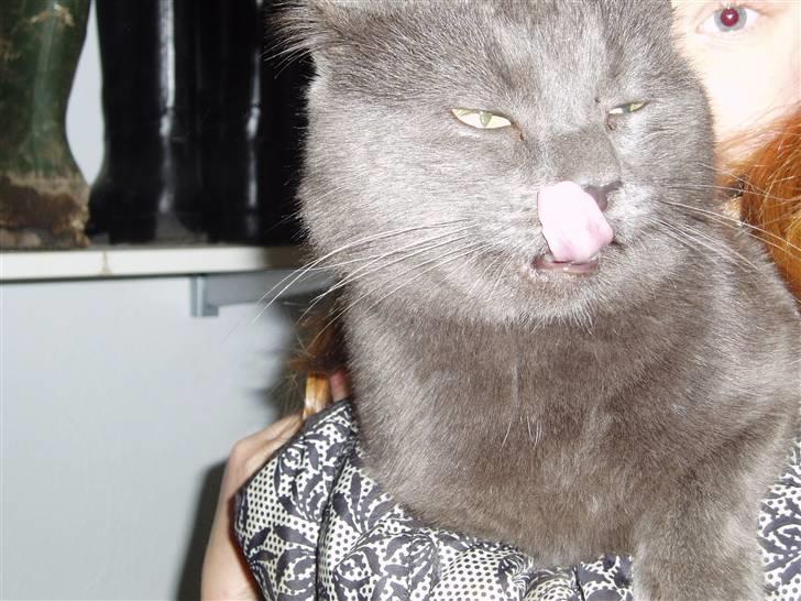 Huskat Hr.Rosa billede 2