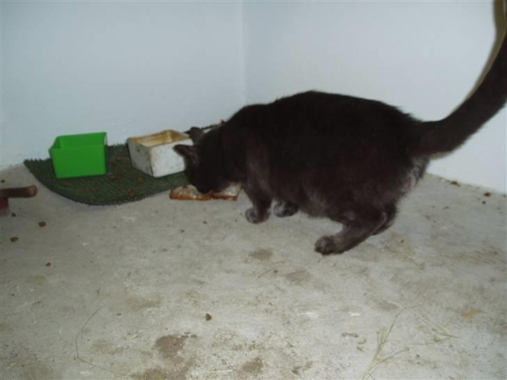 Huskat Hr.Rosa billede 4