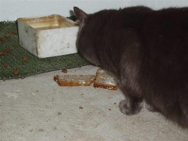 Huskat Hr.Rosa billede 5