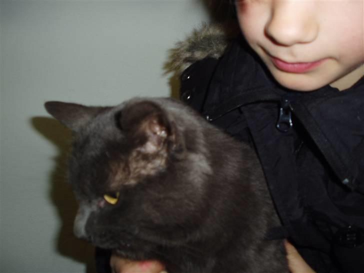 Huskat Hr.Rosa billede 6