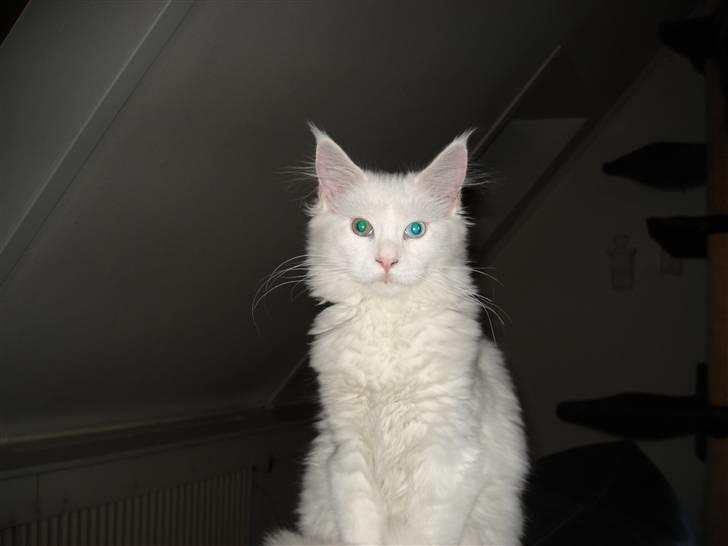 Maine Coon mille  billede 15