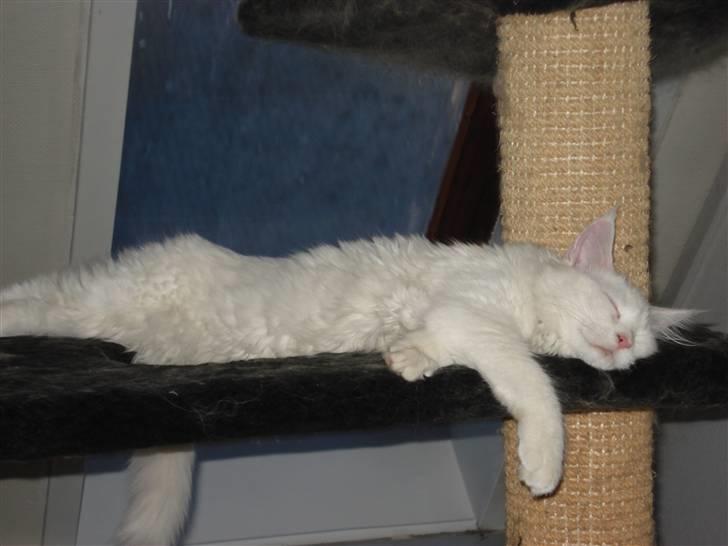 Maine Coon mille  billede 16