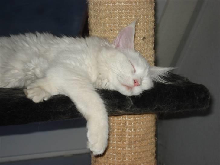 Maine Coon mille  billede 17