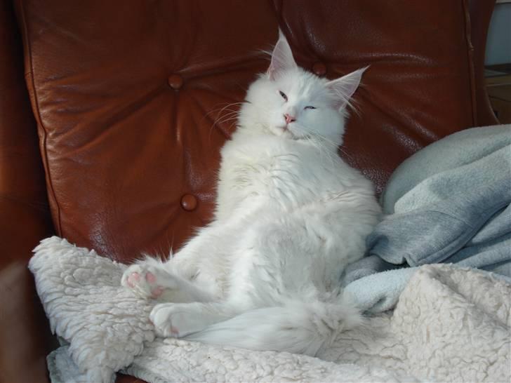 Maine Coon mille  billede 18