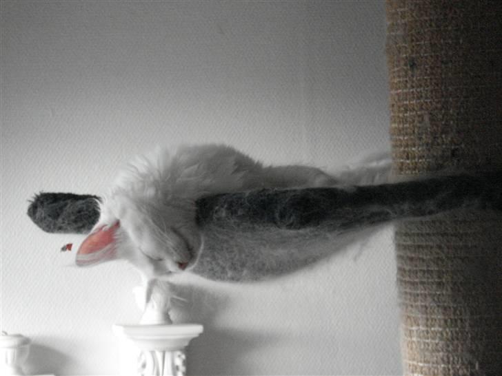 Maine Coon mille  billede 19