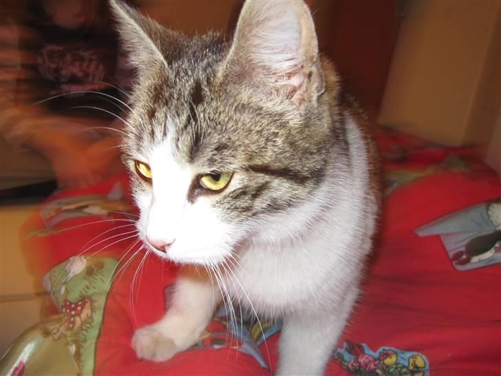 Huskat grynte<3 billede 7