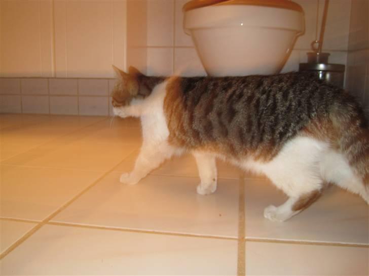 Huskat grynte<3 billede 8