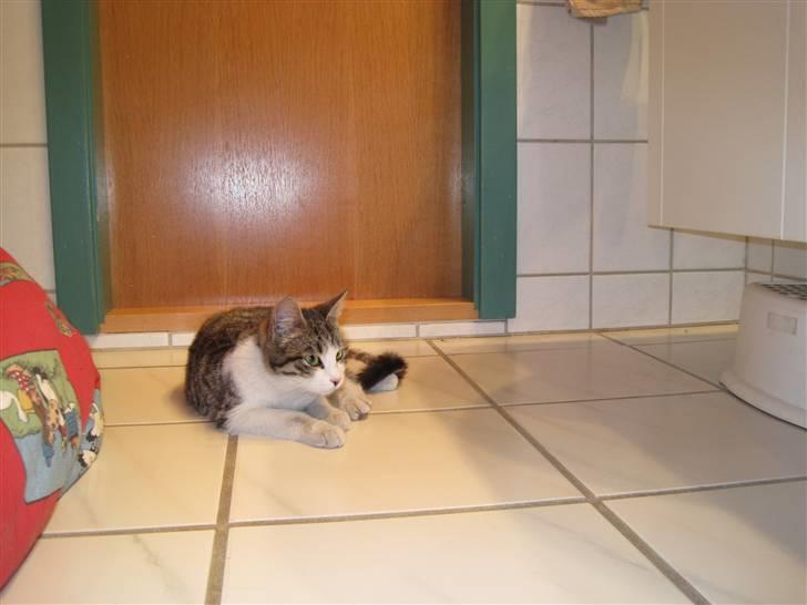 Huskat grynte<3 billede 9