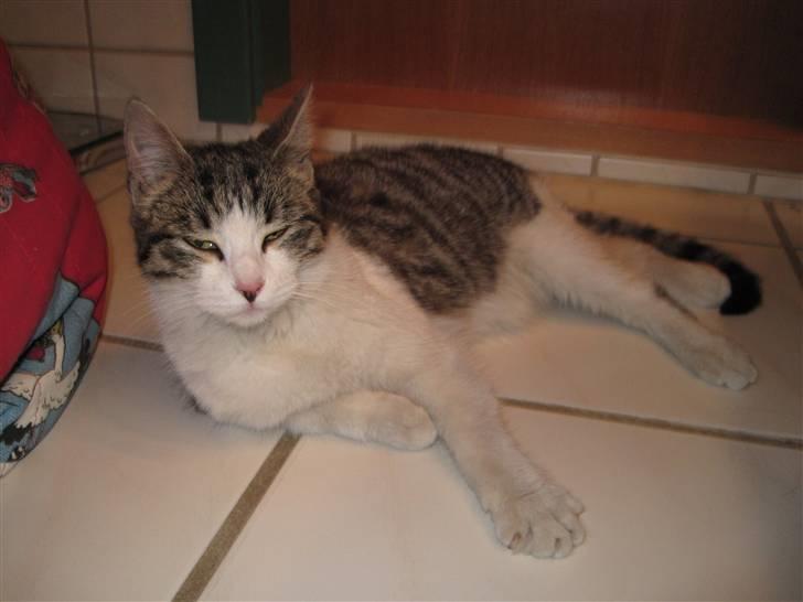 Huskat grynte<3 billede 10