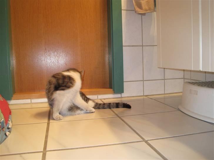 Huskat grynte<3 billede 11