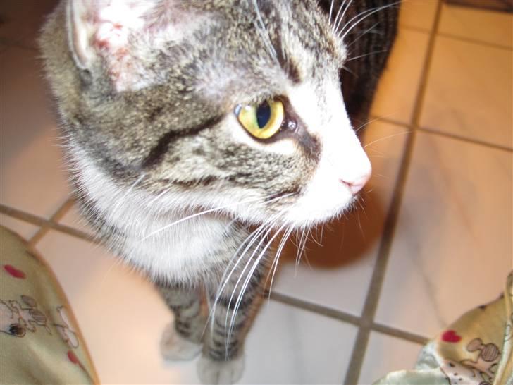 Huskat Molle<3 - hey<3 med jer billede 1