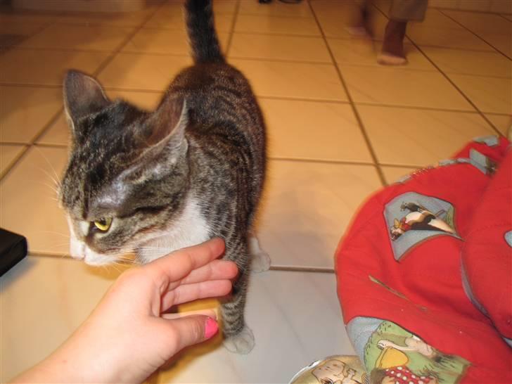 Huskat Molle<3 - Hej molle:) billede 2