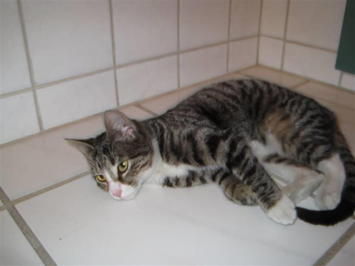 Huskat Molle<3 - Det her er bare dejligt<3 billede 4