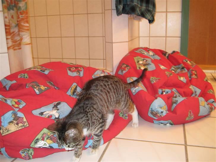 Huskat Molle<3 - Legesyge molle:) billede 5