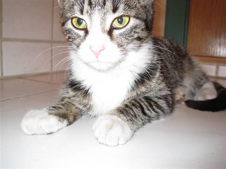 Huskat Molle<3 - Hey til kamaraet billede 6