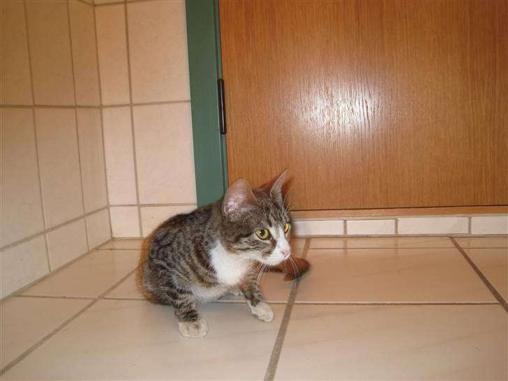 Huskat Molle<3 - Åh det her er livet;) billede 7