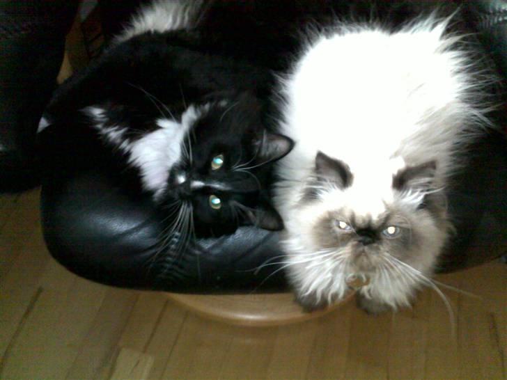 Blanding af racer Charlie billede 14