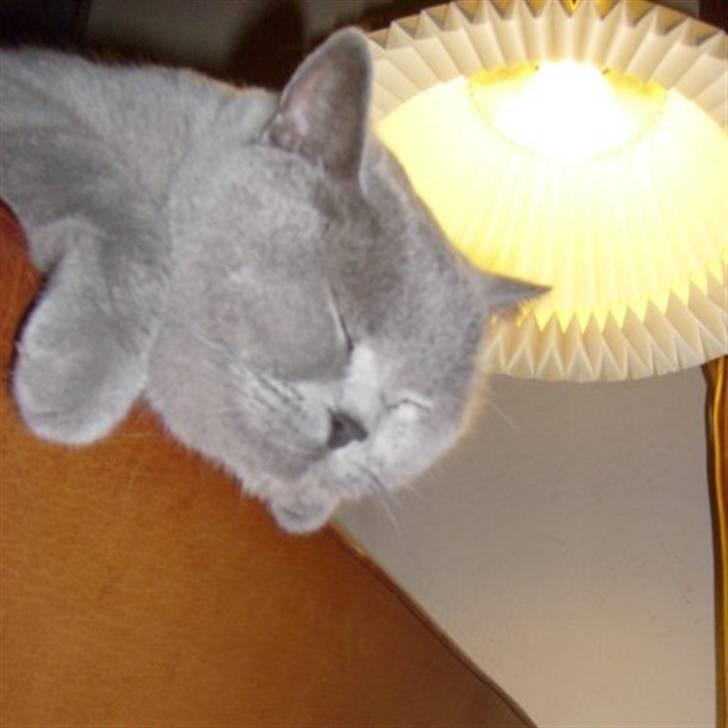 British Shorthair Tøffe - nej, tager lige en lur først billede 4