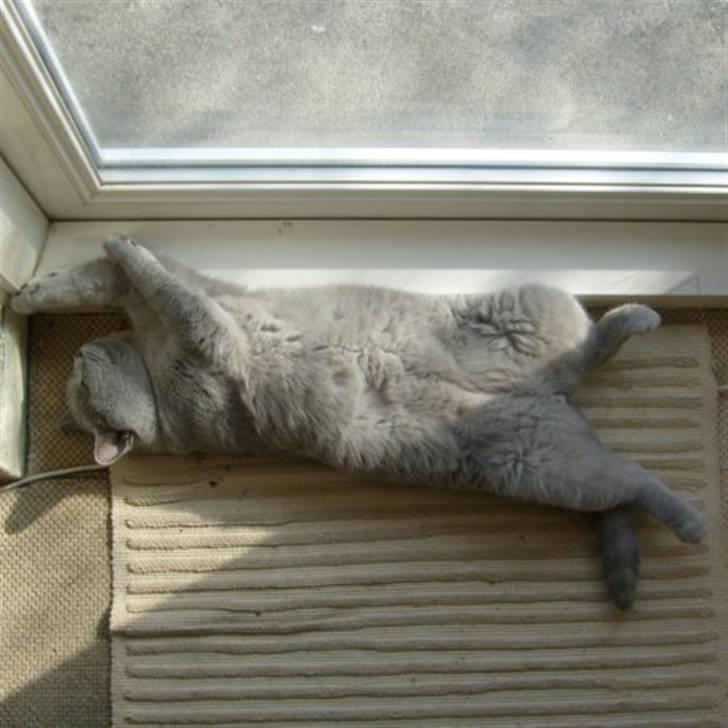 British Shorthair Tøffe - dejligt at ligge i en solstråle billede 5