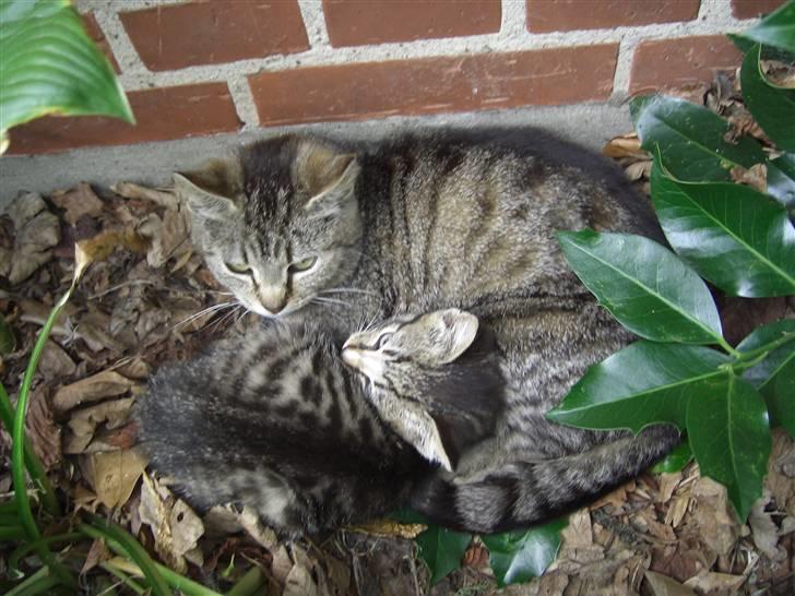 Blanding af racer Lille Mis (missemor) billede 17