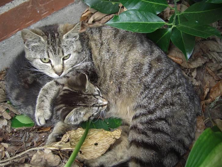 Blanding af racer Lille Mis (missemor) billede 18