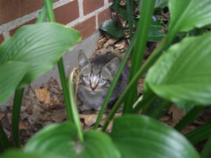 Blanding af racer Lille Mis (missemor) billede 19