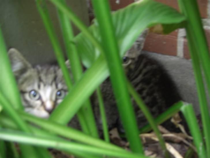 Blanding af racer Lille Mis (missemor) billede 20