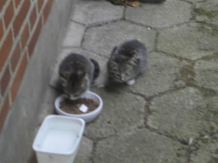 Blanding af racer Killingerne *Solgt* billede 11