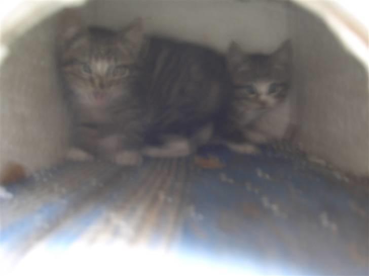 Blanding af racer Killingerne *Solgt* billede 12