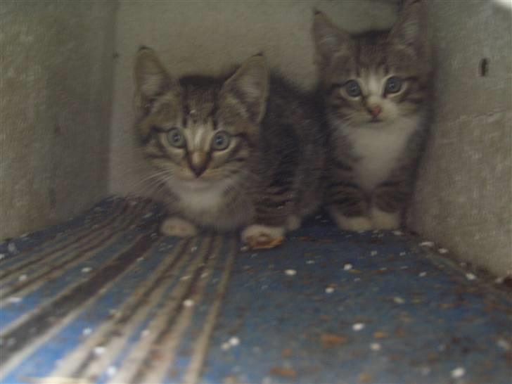 Blanding af racer Killingerne *Solgt* billede 13