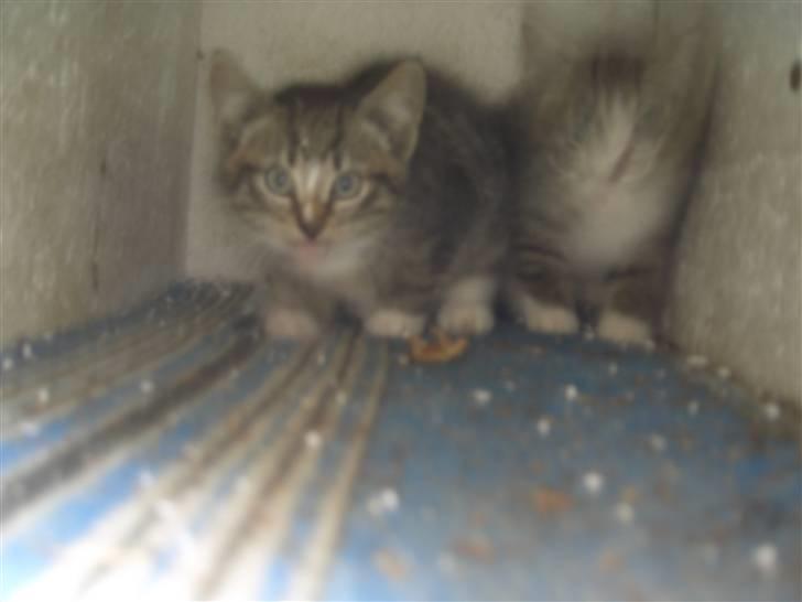 Blanding af racer Killingerne *Solgt* billede 14