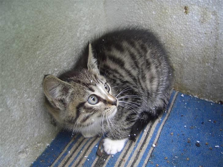 Blanding af racer Killingerne *Solgt* billede 15