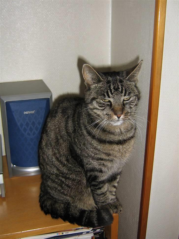 Huskat Nala - Nalamis billede 1