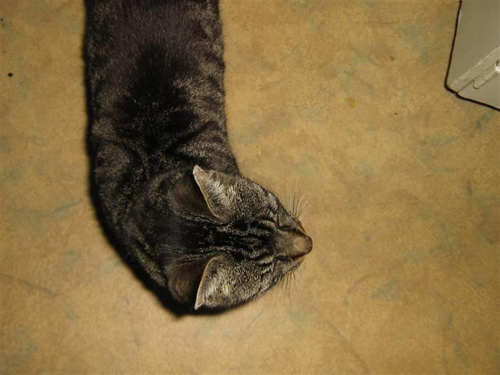 Huskat Nala - Nalamis billede 2