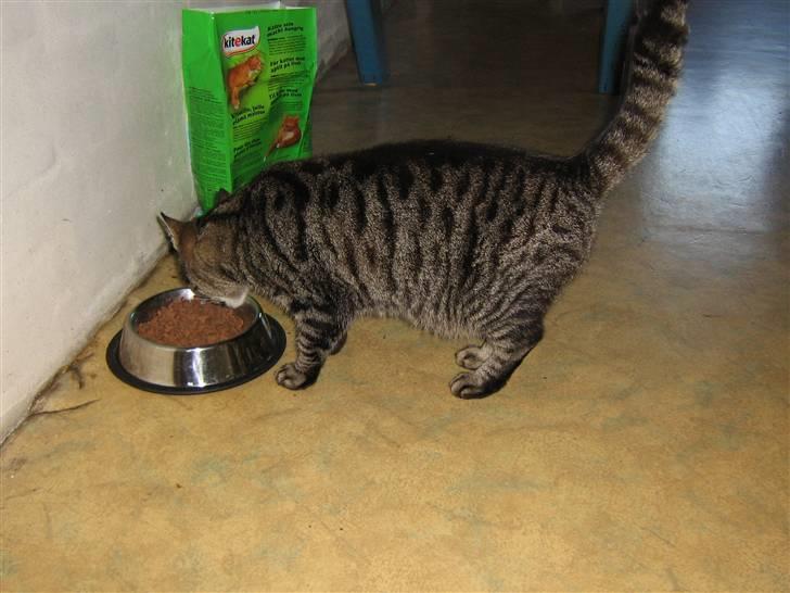 Huskat Nala - Nalamis billede 3