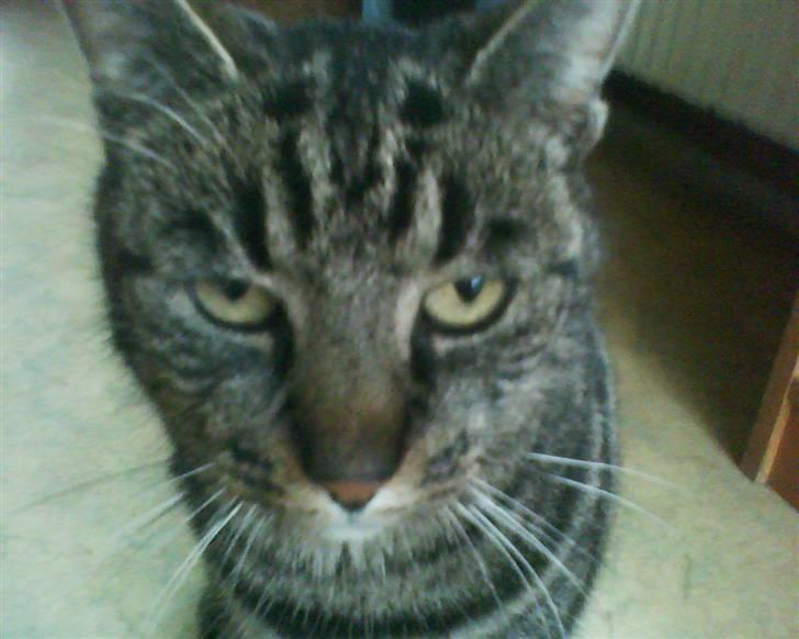 Huskat Nala - Nalamis billede 4