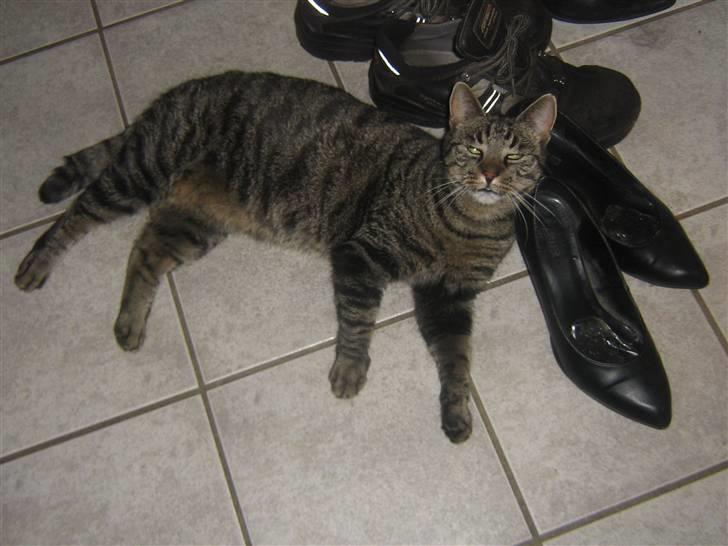 Huskat Nala - Nalamis billede 5