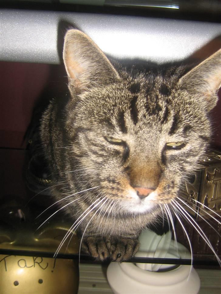 Huskat Nala - Nalamis billede 6