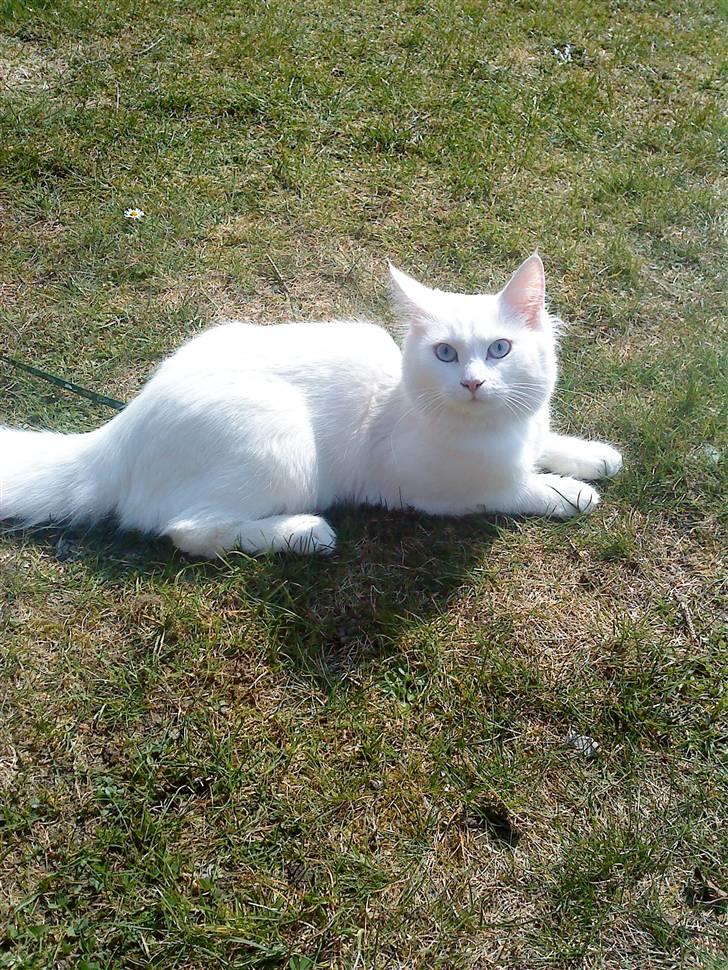 Blanding af racer mille billede 14