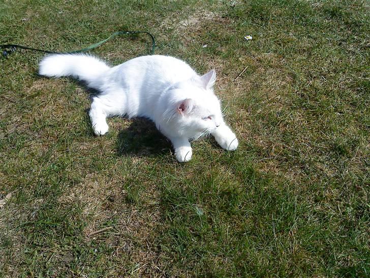 Blanding af racer mille billede 15