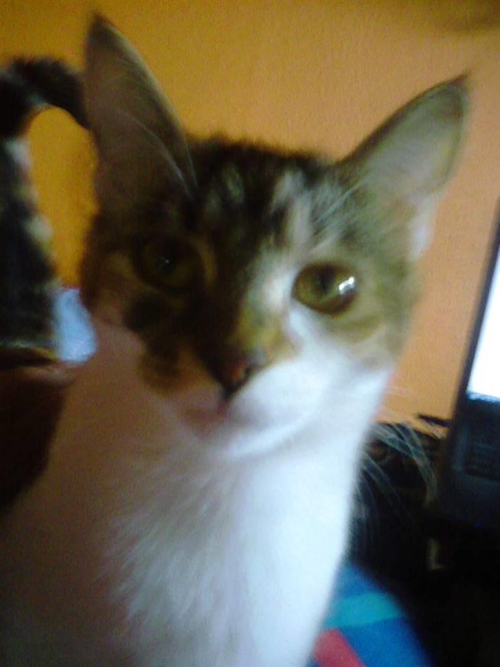 Huskat Fifi - FIFI 1 ÅR billede 14