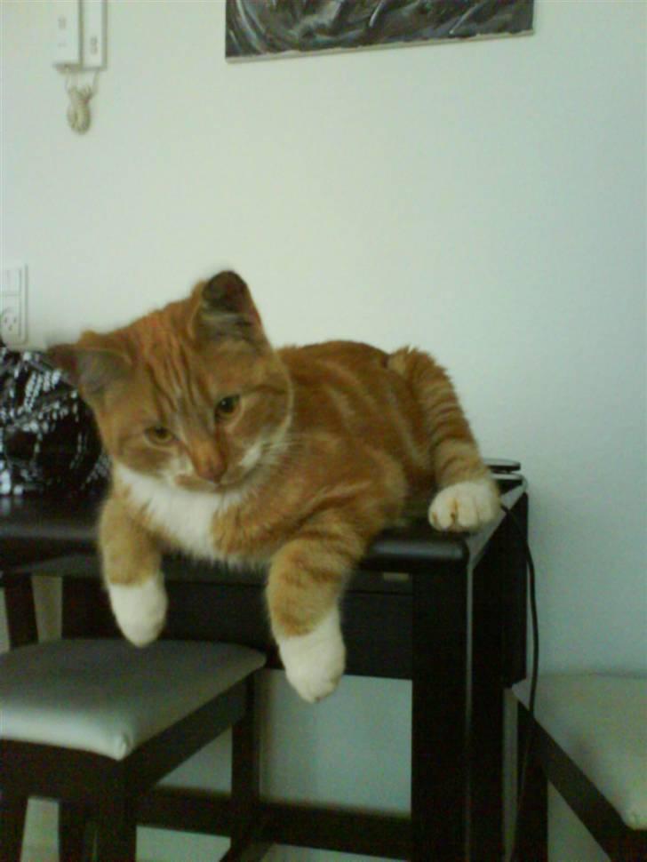 Huskat Cimbo billede 1