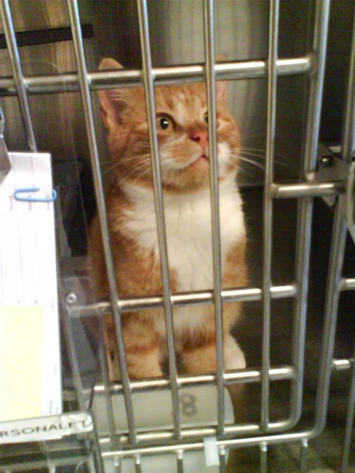 Huskat Cimbo billede 2