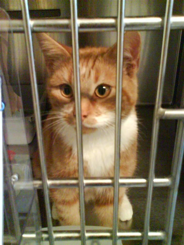 Huskat Cimbo billede 3