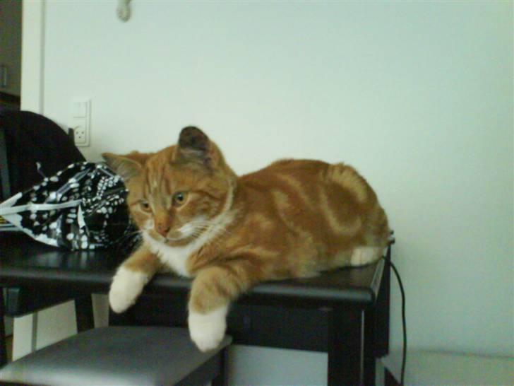 Huskat Cimbo billede 4