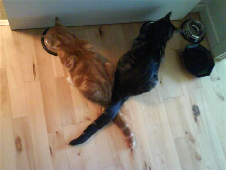 Huskat Cimbo billede 5