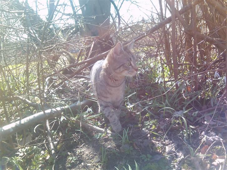 Huskat Psygo - På tur i haven billede 15